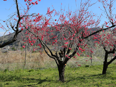 Prunus persica