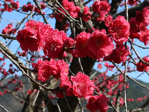 Prunus persica