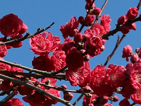 Prunus persica