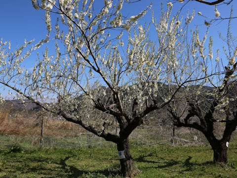 Prunus persica