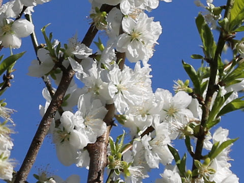 Prunus persica