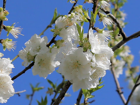 Prunus persica