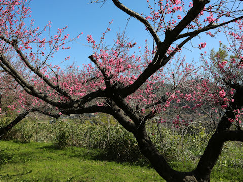 Prunus persica