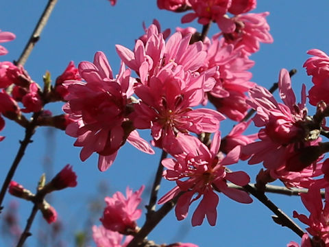 Prunus persica