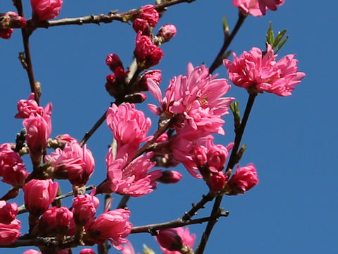 Prunus persica