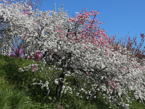 Prunus persica