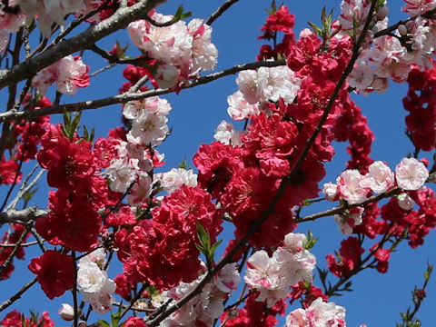 Prunus persica