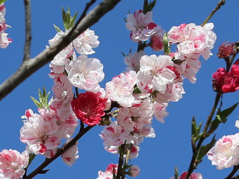 Prunus persica