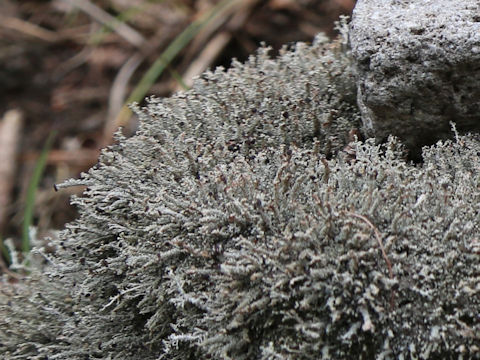 Cladonia rangiferina