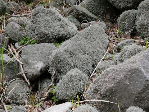 Cladonia rangiferina