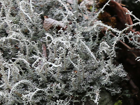 Cladonia rangiferina