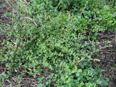 Bothriospermum tenellum