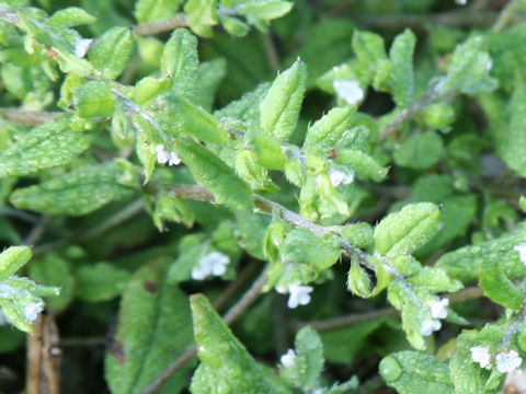 Bothriospermum tenellum