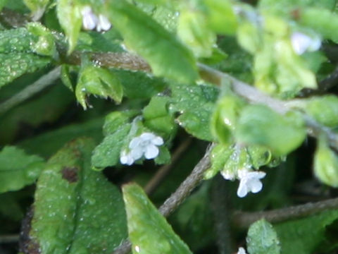 Bothriospermum tenellum