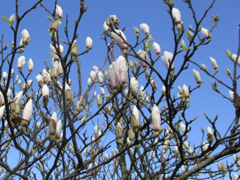 Magnolia x loebneri