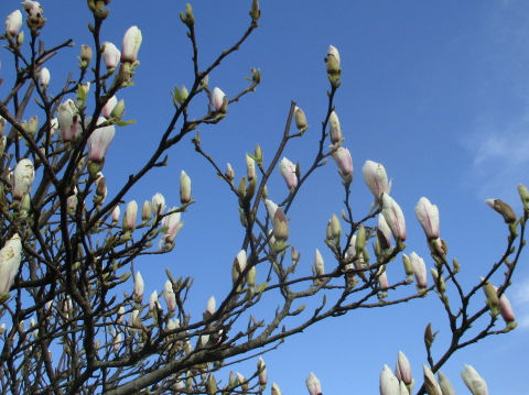 Magnolia x loebneri