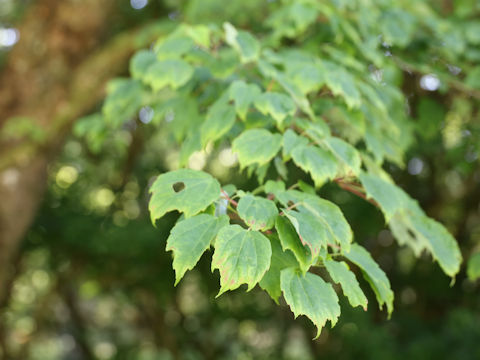 Acer pycnanthum