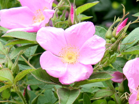 Rosa rugosa cv. Germanica