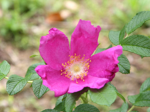 Rosa rugosa cv. Rubra