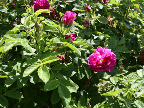 Rosa rugosa cv. Hansa