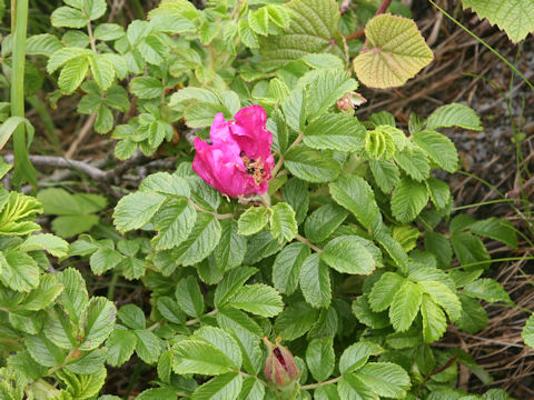 Rosa rugosa