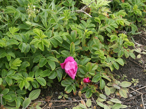 Rosa rugosa