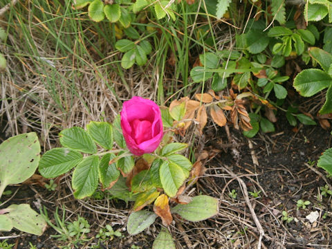 Rosa rugosa