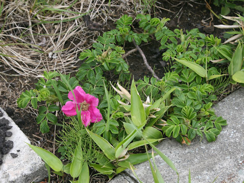 Rosa rugosa