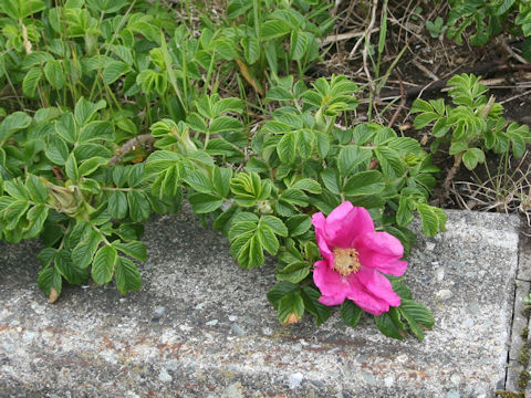 Rosa rugosa