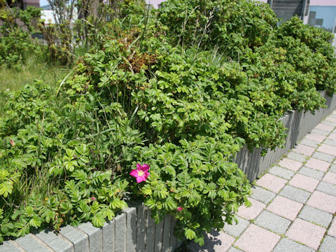 Rosa rugosa
