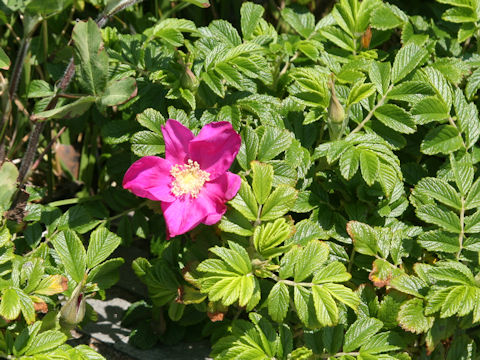 Rosa rugosa