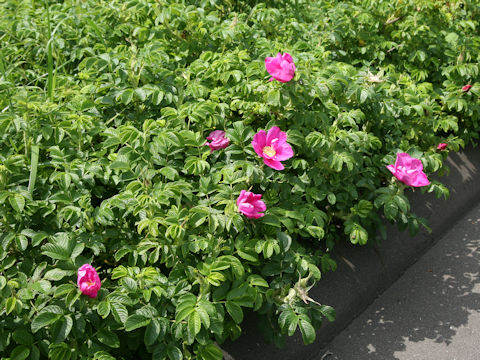 Rosa rugosa