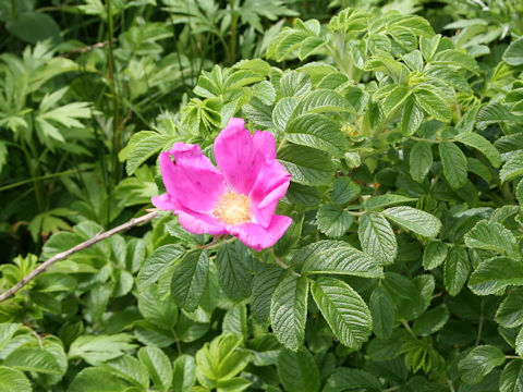 Rosa rugosa