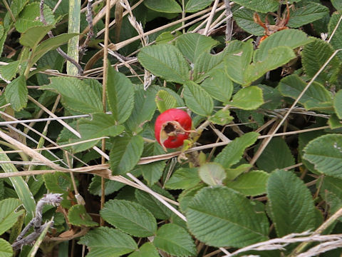 Rosa rugosa