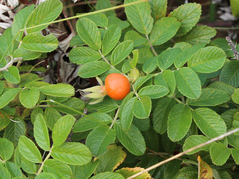 Rosa rugosa