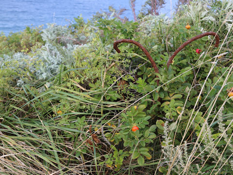 Rosa rugosa