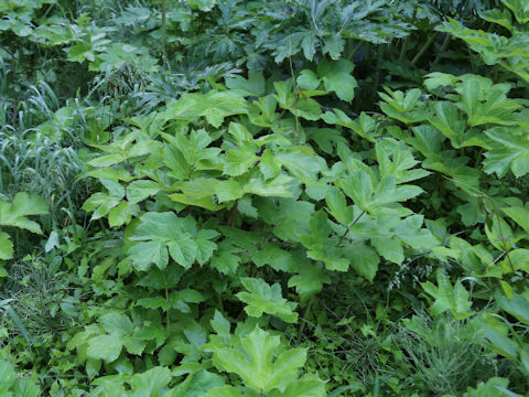 Heracleum nipponicum