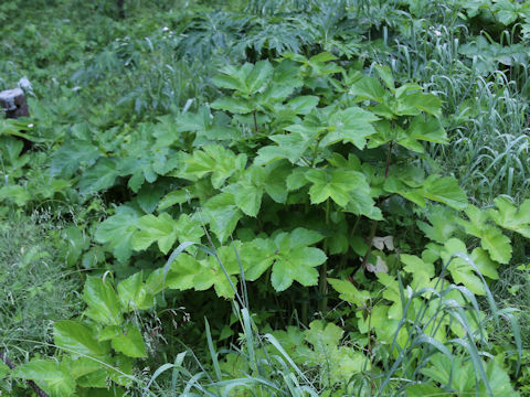 Heracleum nipponicum
