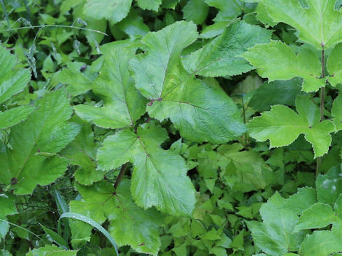 Heracleum nipponicum
