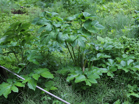 Heracleum nipponicum