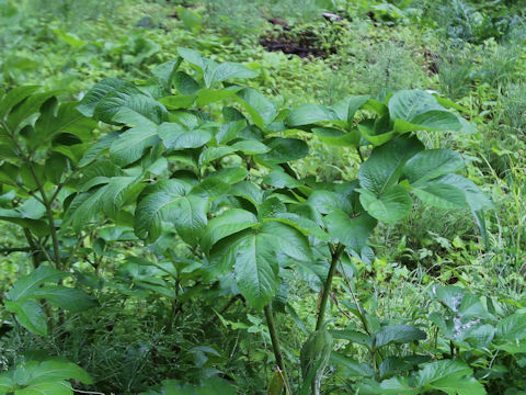 Heracleum nipponicum