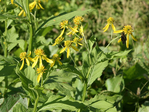 Verbesina alternifolia