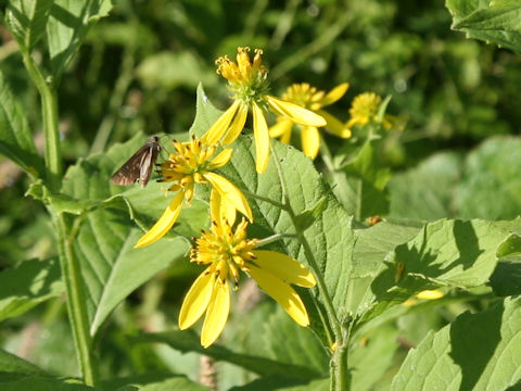 Verbesina alternifolia