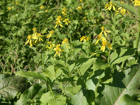 Verbesina alternifolia