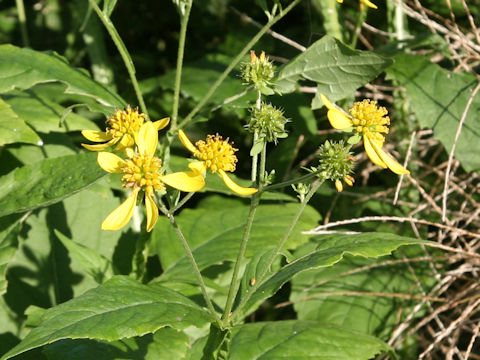 Verbesina alternifolia