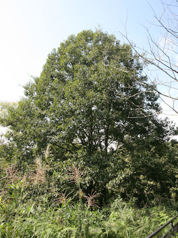 Alnus japonica