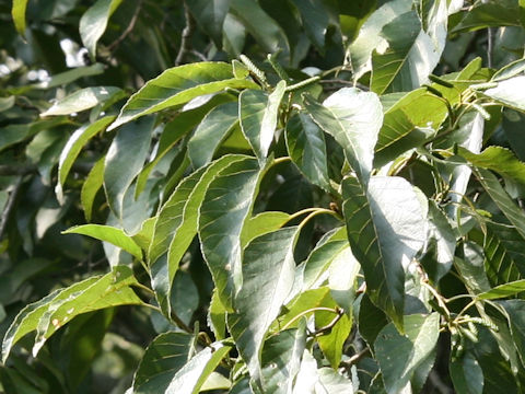 Alnus japonica