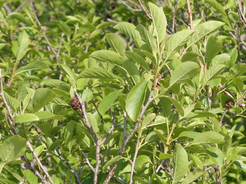 Alnus japonica