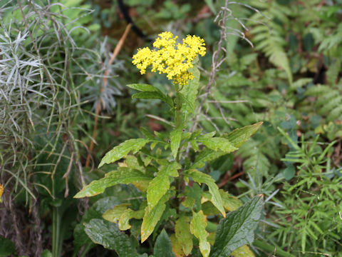 Patrinia scabiosaefolia f. crassa