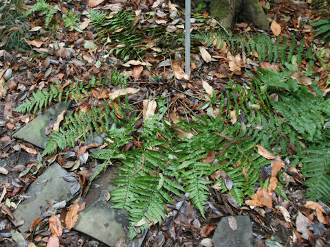 Dryopteris x hakonecola